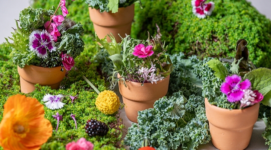 Garden Healthy Party ไอเดียตกแต่งจานสลัดและธัญพืขให้น่ารักราวกระถางดอกไม้