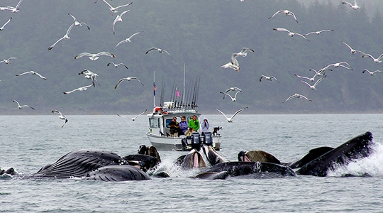Alaska สุดแดนขั้วโลกเหนือที่เหนือความคาดหมาย