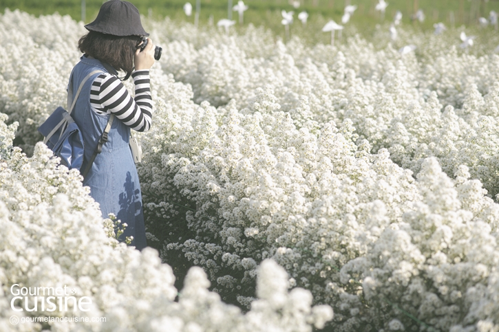 I Love Flower Farm