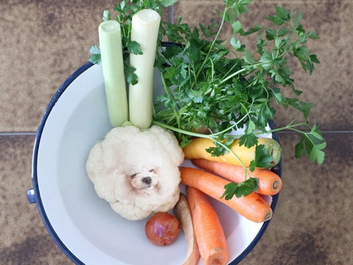 dogs_infood