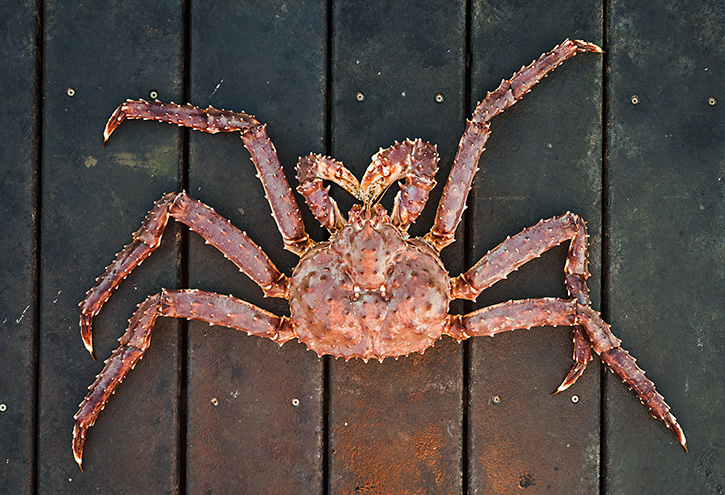 Secrets of Alaska king Crab : 5 ความลับฉบับ “ปูอลาสก้า”