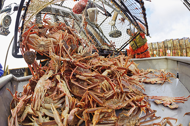 Secrets of Alaska king Crab : 5 ความลับฉบับ “ปูอลาสก้า”