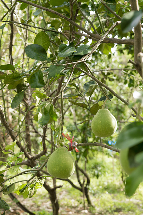 Green Nakhon Pathom กรีนดี อยู่ดี ที่นครปฐม