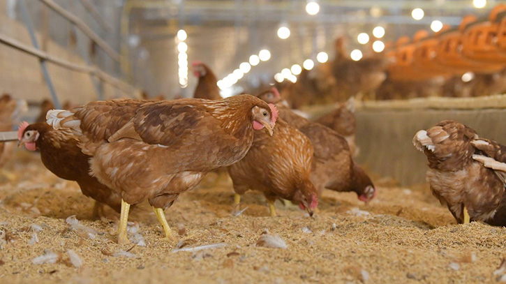 นักวิชาการซีพีเอฟ ย้ำการป้องกันโรคไก่ไทยเข้มแข็ง ผู้บริโภคมั่นใจเนื้อไก่ปลอดภัย