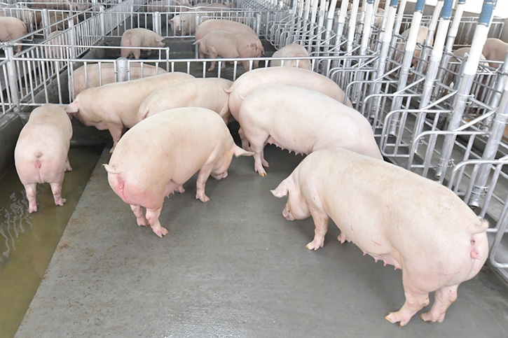 ส.สัตวแพทย์ควบคุมฟาร์มสุกรไทย ย้ำอุตสาหกรรมหมูของไทยได้มาตรฐาน สะอาด ปลอดภัย