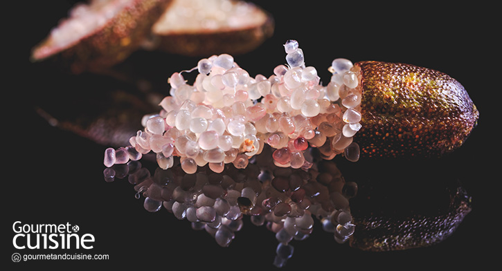Finger Lime มะนาวสุดแปลกเนื้อเหมือนคาเวียร์