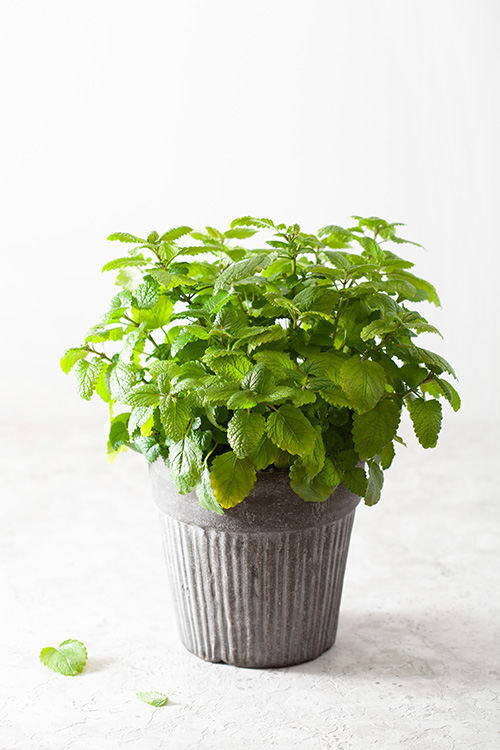 เลมอนบาล์ม (Lemon Balm) สมุนไพรสุด Fresh ที่ฮอตฮิตในหมู่เชฟ