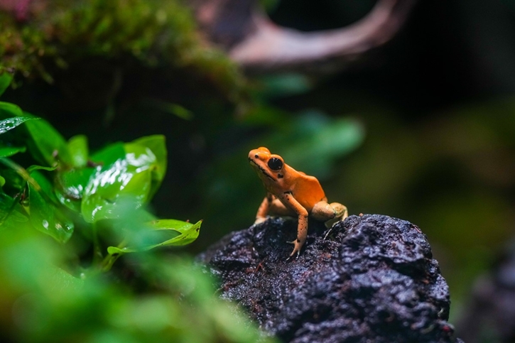 ร้อนนี้ ‘แน็ก-ชาลี’ พา ‘น้องอาเธอร์’ หนีร้อนเข้าป่าดิบชื้น บุก Rainforest โฉมใหม่ ชม 9 สัตว์แปลก! ที่ SEA LIFE Bangkok