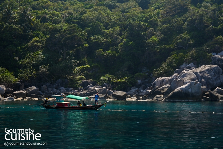 5 กิจกรรมน่าทำที่ ‘เกาะเต่า’ จ.สุราษฎร์ธานี