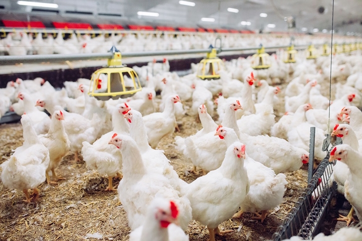 กะเทาะเปลือกเบื้องหลังไข่ไก่ “Cage free” การเดินทางจากเล้าไก่สู่จานอาหาร  พบเรื่องราวความพิเศษและความใส่ใจที่ถูกซ่อนอยู่ในทุกเมนู