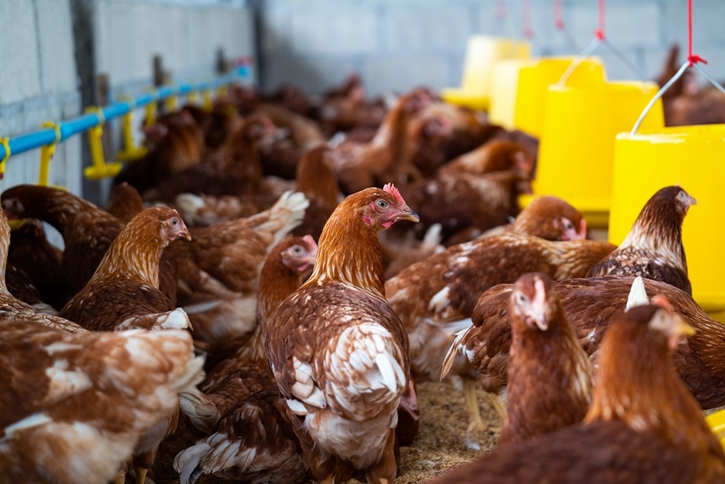กะเทาะเปลือกเบื้องหลังไข่ไก่ “Cage free” การเดินทางจากเล้าไก่สู่จานอาหาร พบเรื่องราวความพิเศษและความใส่ใจที่ถูกซ่อนอยู่ในทุกเมนู