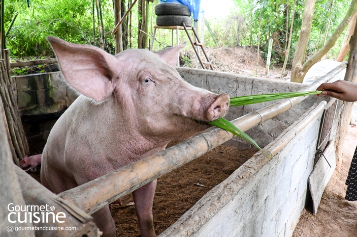 “มีกินฟาร์ม” ชวนพักผ่อนกลางสวนเกษตร ชิมอาหารท้องถิ่นรางวัล Bib Gourmand