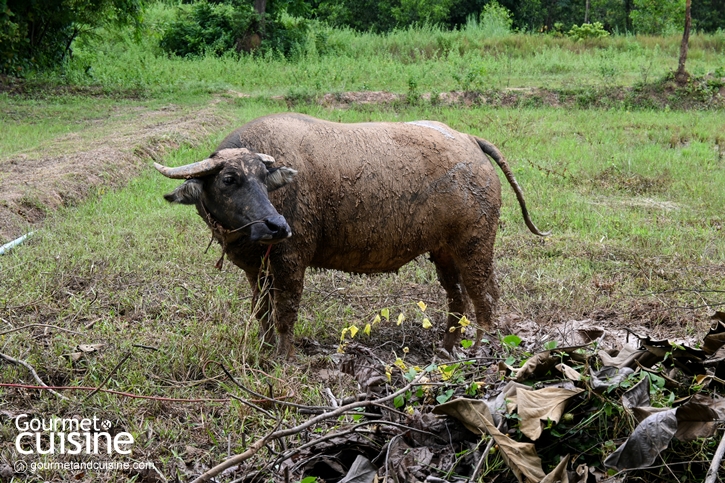 “มีกินฟาร์ม” ชวนพักผ่อนกลางสวนเกษตร ชิมอาหารท้องถิ่นรางวัล Bib Gourmand