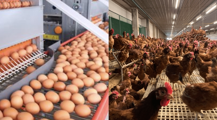 ครั้งแรกของโลก! เกษตรกรไทยร่วมโปรแกรม “เครดิตไข่ไก่เคจฟรี” ช่วยธุรกิจอาหารและโรงแรมในประเทศไทยให้ประสบความสำเร็จในพันธสัญญาไข่ไก่เคจฟรี