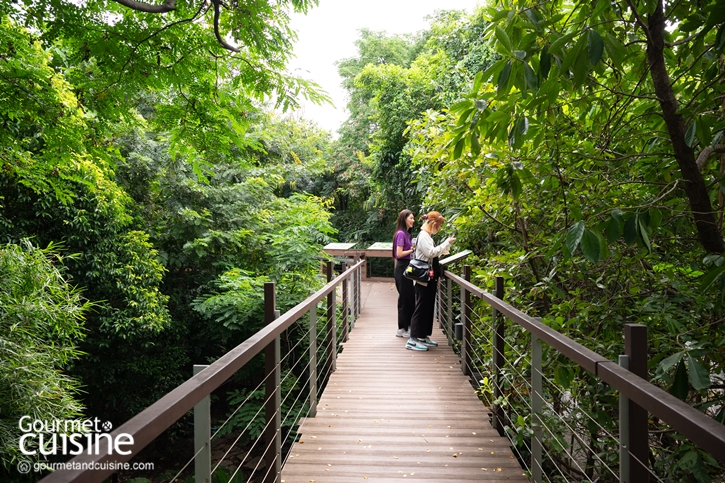 เดินป่าในเมืองกันไหม? “ป่าในกรุง” ป่านิเวศของคนกรุงเทพฯ
