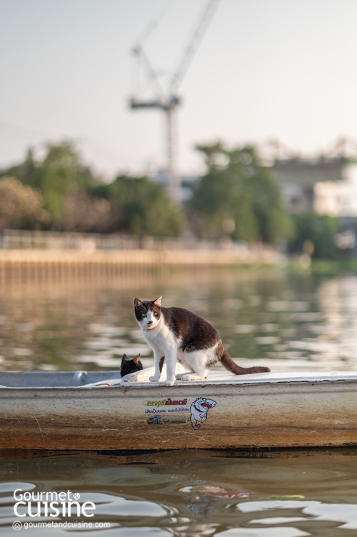 นั่งเรือริมคลองไม่เหงาเพราะมีแมวเป็นเพื่อน ณ ตลาดหัวตะเข้ ลาดกระบัง
