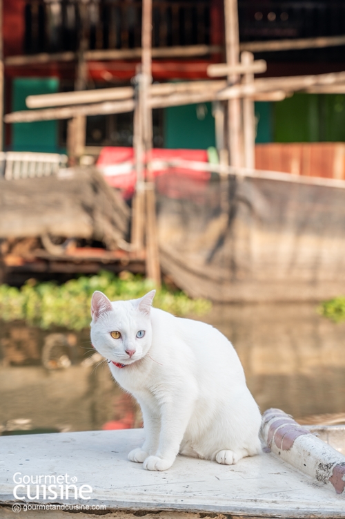 นั่งเรือริมคลองไม่เหงาเพราะมีแมวเป็นเพื่อน ณ ตลาดหัวตะเข้ ลาดกระบัง
