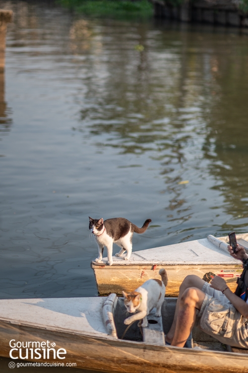 นั่งเรือริมคลองไม่เหงาเพราะมีแมวเป็นเพื่อน ณ ตลาดหัวตะเข้ ลาดกระบัง