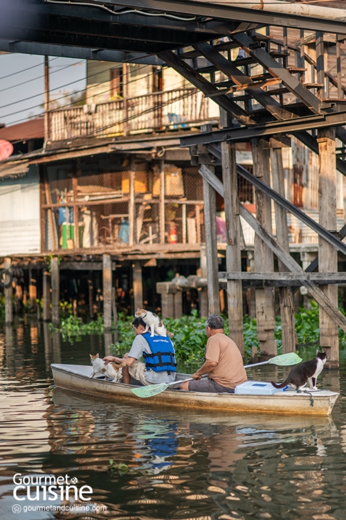 นั่งเรือริมคลองไม่เหงาเพราะมีแมวเป็นเพื่อน ณ ตลาดหัวตะเข้ ลาดกระบัง