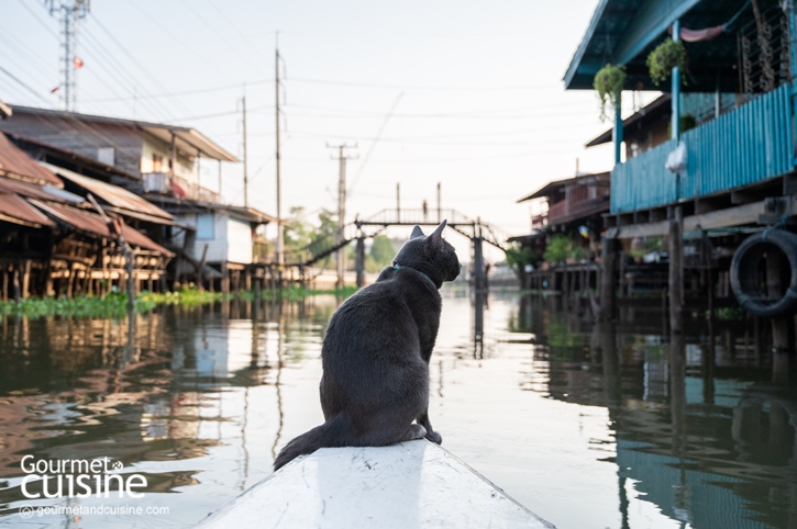นั่งเรือริมคลองไม่เหงาเพราะมีแมวเป็นเพื่อน ณ ตลาดหัวตะเข้ ลาดกระบัง