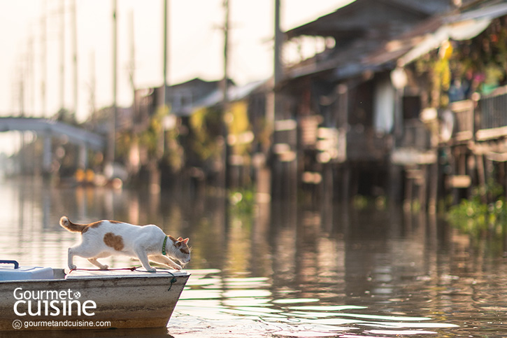 นั่งเรือริมคลองไม่เหงาเพราะมีแมวเป็นเพื่อน ณ ตลาดหัวตะเข้ ลาดกระบัง