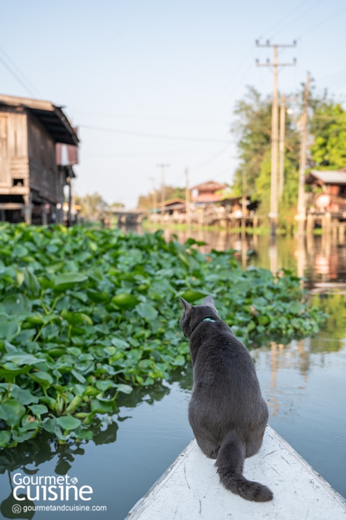 นั่งเรือริมคลองไม่เหงาเพราะมีแมวเป็นเพื่อน ณ ตลาดหัวตะเข้ ลาดกระบัง