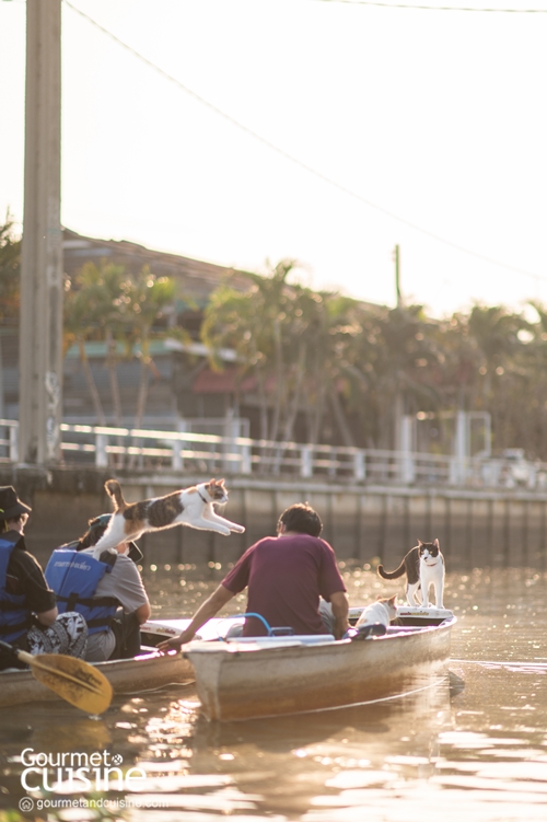 นั่งเรือริมคลองไม่เหงาเพราะมีแมวเป็นเพื่อน ณ ตลาดหัวตะเข้ ลาดกระบัง