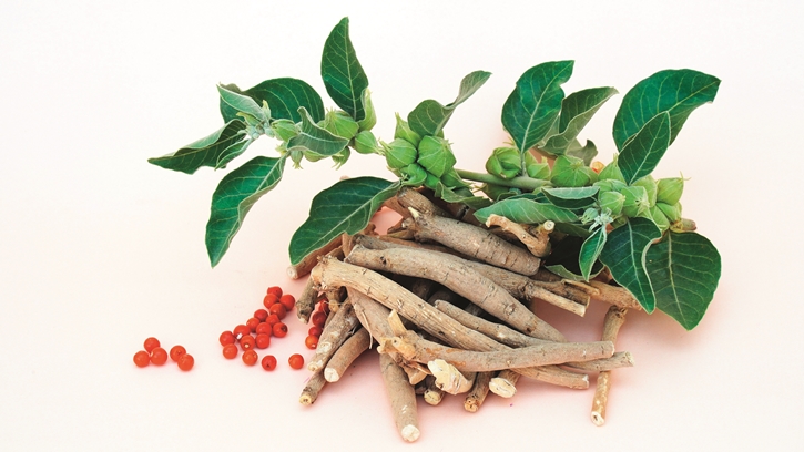 ทำความรู้จักกับ Adaptogen คืออะไร และมีประโยชน์ต่อร่างกายอย่างไร