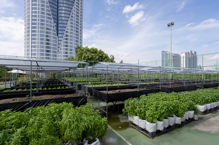 “From Rooftop Farm to Table” เซ็นทาราแกรนด์ เซ็นทรัลเวิลด์ เสิร์ฟความสดใหม่จากฟาร์มผักออร์แกนิกลอยฟ้า