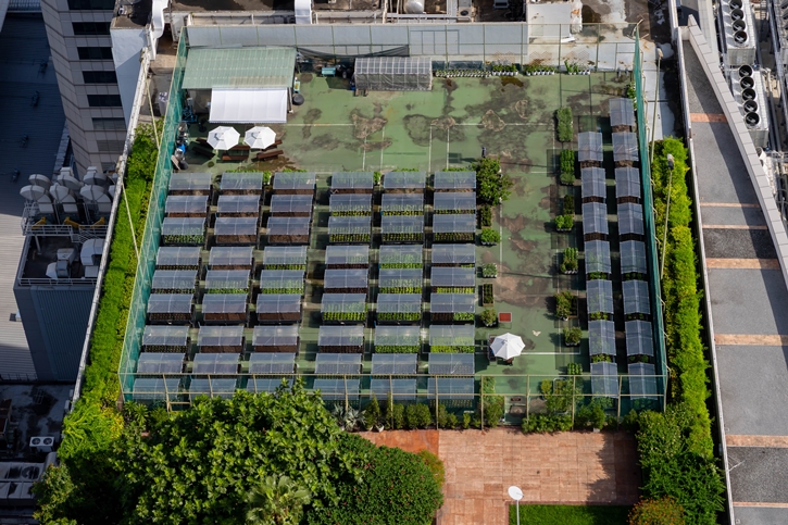 “From Rooftop Farm to Table” เซ็นทาราแกรนด์ เซ็นทรัลเวิลด์ เสิร์ฟความสดใหม่จากฟาร์มผักออร์แกนิกลอยฟ้า