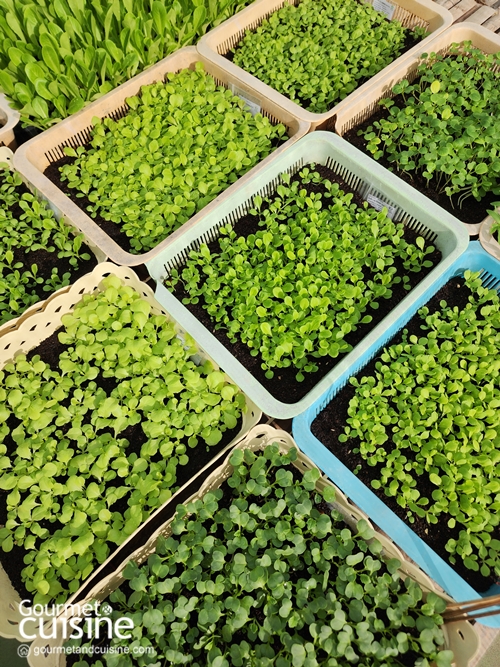 “From Rooftop Farm to Table” เซ็นทาราแกรนด์ เซ็นทรัลเวิลด์ เสิร์ฟความสดใหม่จากฟาร์มผักออร์แกนิกลอยฟ้า