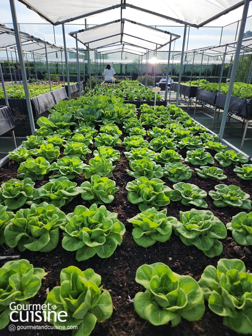 “From Rooftop Farm to Table” เซ็นทาราแกรนด์ เซ็นทรัลเวิลด์ เสิร์ฟความสดใหม่จากฟาร์มผักออร์แกนิกลอยฟ้า