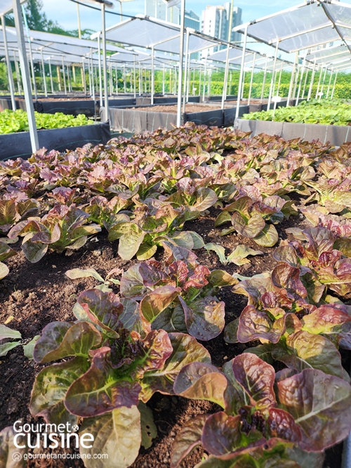 “From Rooftop Farm to Table” เซ็นทาราแกรนด์ เซ็นทรัลเวิลด์ เสิร์ฟความสดใหม่จากฟาร์มผักออร์แกนิกลอยฟ้า