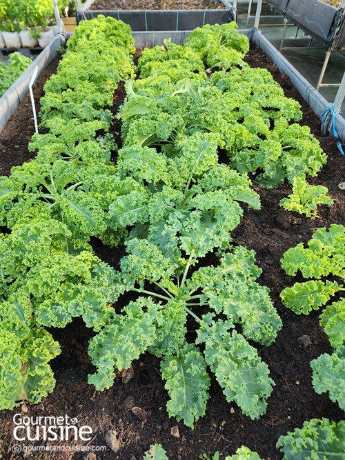 “From Rooftop Farm to Table” เซ็นทาราแกรนด์ เซ็นทรัลเวิลด์ เสิร์ฟความสดใหม่จากฟาร์มผักออร์แกนิกลอยฟ้า
