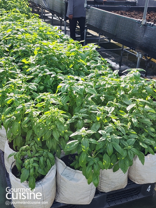 “From Rooftop Farm to Table” เซ็นทาราแกรนด์ เซ็นทรัลเวิลด์ เสิร์ฟความสดใหม่จากฟาร์มผักออร์แกนิกลอยฟ้า