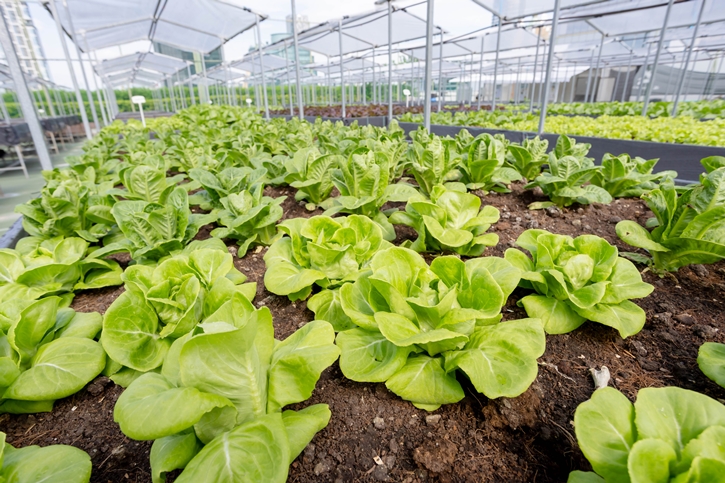 “From Rooftop Farm to Table” เซ็นทาราแกรนด์ เซ็นทรัลเวิลด์ เสิร์ฟความสดใหม่จากฟาร์มผักออร์แกนิกลอยฟ้า