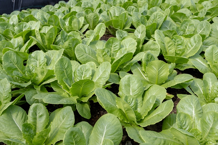 “From Rooftop Farm to Table” เซ็นทาราแกรนด์ เซ็นทรัลเวิลด์ เสิร์ฟความสดใหม่จากฟาร์มผักออร์แกนิกลอยฟ้า