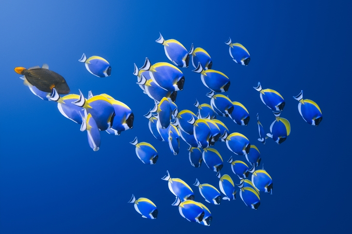 PADI AWARE Week 2025