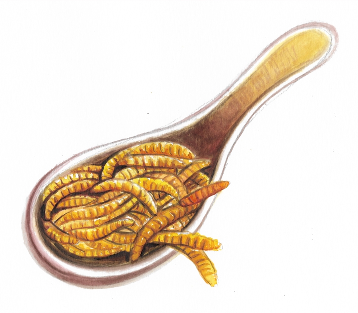 Mealworms รู้จักโปรตีนจากแมลง อาหารแห่งอนาคตที่อาจไม่น่ากลัวอย่างที่คิด