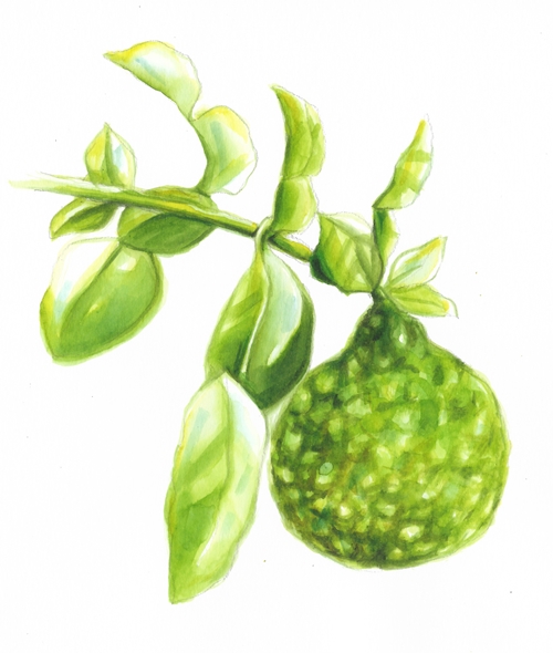 KAFFIR ชื่อนี้ต้องห้าม มะกรูดต้องเรียก 