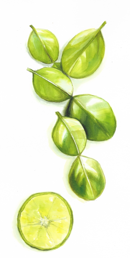 KAFFIR ชื่อนี้ต้องห้าม มะกรูดต้องเรียก 