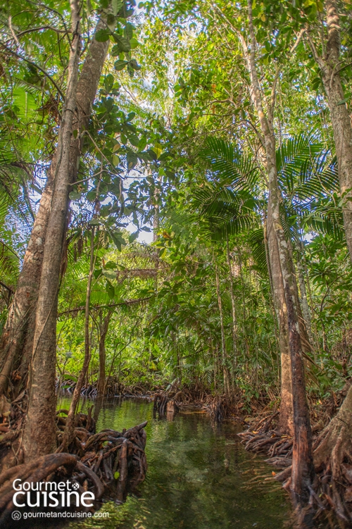 สนุกจนลืมโลกนอกจอกับ 5 ไฮไลต์ Stay in Jurassic Paradise by Avani ณ อ่าวนาง และ เกาะลันตา จ.กระบี่