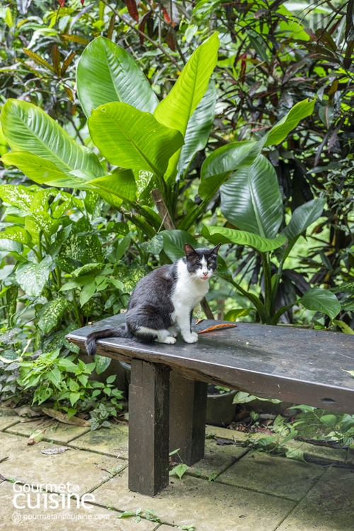 สวนทูนอิน สำรับไทยโบราณกลางป่าร่มรื่น
