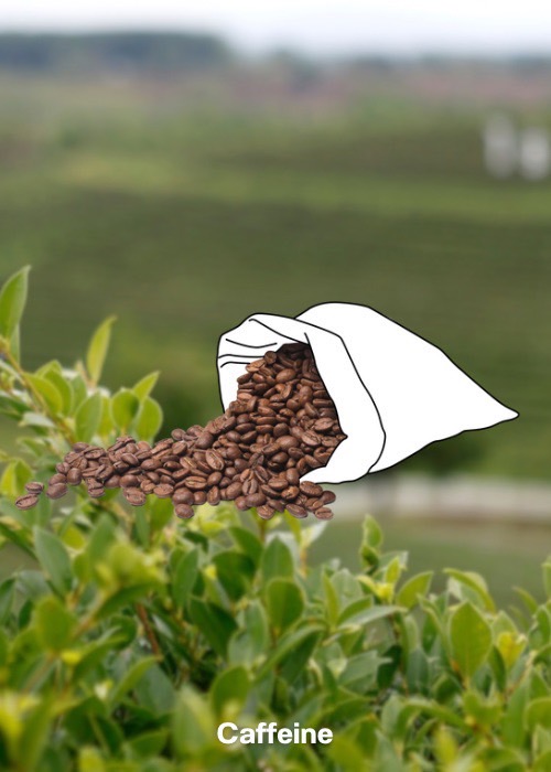 ชวนรู้จัก 5 เครื่องดื่มคราฟต์ในไทย พร้อมเปิดประสบการณ์กินดื่มไปกับเสน่ห์ท้องถิ่น