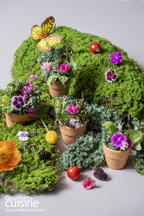 Garden Healthy Party ไอเดียตกแต่งจานสลัดและธัญพืขให้น่ารักราวกระถางดอกไม้