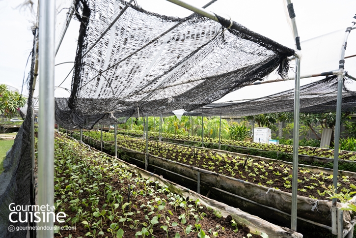 Organ by Smart Nine Farm