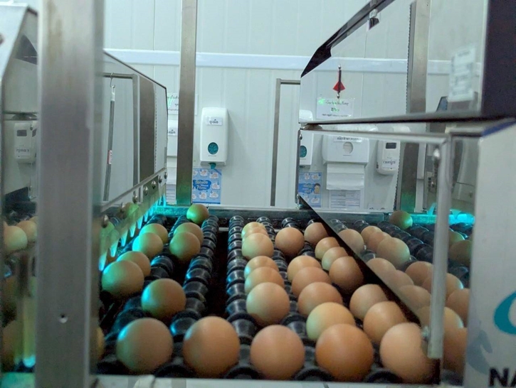 "คอมเพล็กซ์ไก่ไข่จันทบุรี" ฟาร์มต้นแบบใช้พลังงานทดแทน 100% ของ CPF คว้า ASEAN Energy Awards 2025 