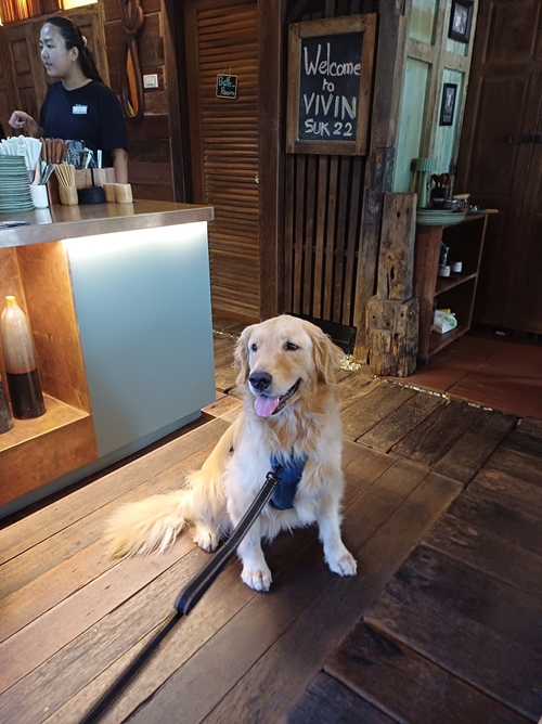 VIVIN Suk 22 เปิดตัว  “Dog Day Afternoon – Doggy Hangout” กิจกรรมใหม่สำหรับคนรักสุนัข เริ่ม 25 ตุลาคมนี้