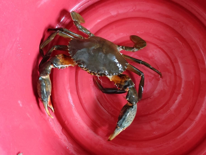 “ปูขาวอินทรีย์” สินค้าเศรษฐกิจตัวใหม่ สร้างคุณค่าเพิ่มและรายได้ยั่งยืนให้เกษตรกร