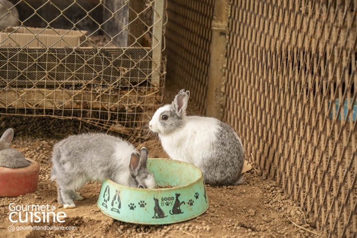 Canary Farm Cafe & Restaurant เชียงราย คาเฟ่วิวหลักล้านที่มีแต่ของอร่อยให้ตกหลุมรัก 